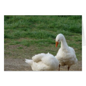 Zwei Gänse (Vorderseite (Horizontal))