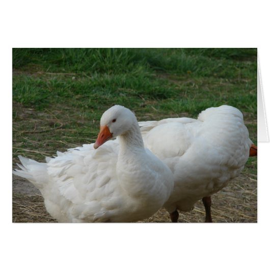 Zwei Gänse (Vorderseite (Horizontal))