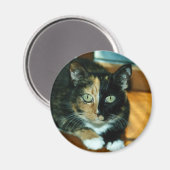 Zwei gegenüberliegende Katze Magnet (Vorderseite/Rückseite)