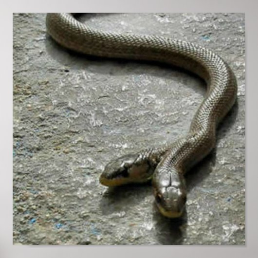 Zwei gehackte Schlange Poster (Vorne)