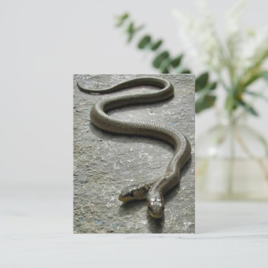 Zwei gehackte Schlange Postkarte (Stehend Vorderseite)