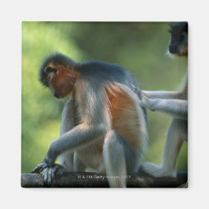 Zwei gekappte Languren (Presbytis pileatus), sitze Magnet