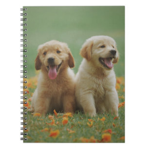Zwei gelbe Labrador Retriever Welpen Notizblock