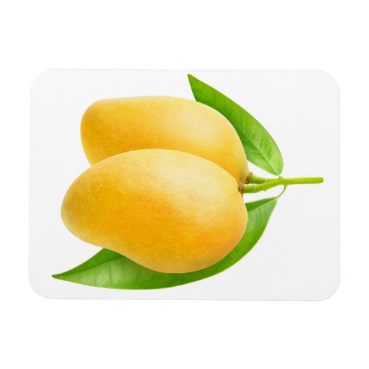 Zwei gelbe Mango-Früchte Magnet (Horizontal)