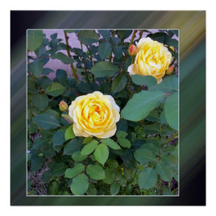zwei gelbe Rosen Poster
