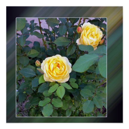 zwei gelbe Rosen Poster (Vorderseite)