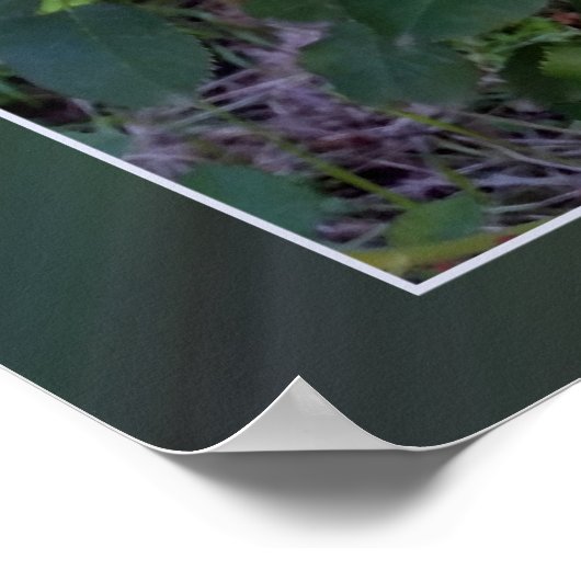 zwei gelbe Rosen Poster (Ecke)