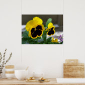 zwei gelbe Stiefmütterchen Poster (Küche)