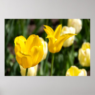 Zwei gelbe Tulpen in der Feldpfoto Poster