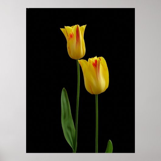 Zwei gelbe Tulpen Poster (Vorne)