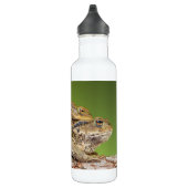 Zwei gemeine Kröten Bufo Bufo zusammen Trinkflasche (Rechts)
