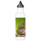 Zwei gemeine Kröten Bufo Bufo zusammen Trinkflasche (Links)
