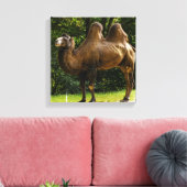 Zwei gepolsterte Camel Canvas Leinwanddruck (Insitu (Wohnzimmer))
