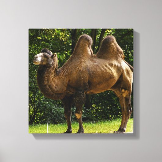 Zwei gepolsterte Camel Canvas Leinwanddruck (Vorderseite)