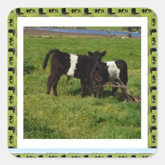 zwei Gerahmte Galloway Calves, Quadratischer Aufkleber (Vorderseite)