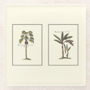 Zwei gerahmte Miniaturpalmen Glasuntersetzer