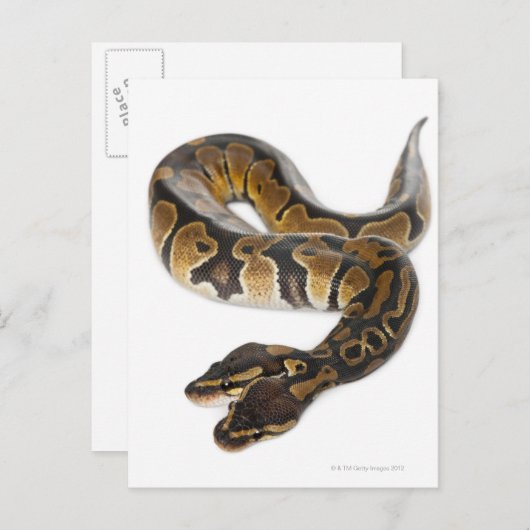 Zwei gingen königliche Pythonschlange oder Postkarte (Vorne/Hinten)