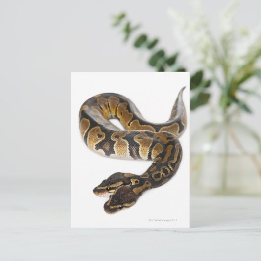 Zwei gingen königliche Pythonschlange oder Postkarte (Stehend Vorderseite)