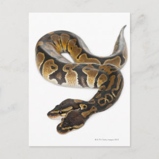 Zwei gingen königliche Pythonschlange oder Postkarte