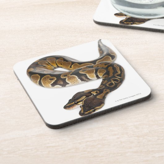 Zwei gingen königliche Pythonschlange oder Untersetzer (Linke Seite)