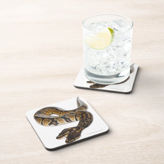 Zwei gingen königliche Pythonschlange oder Untersetzer (Rechte Seite)