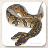 Zwei gingen königliche Pythonschlange oder Untersetzer (Vorderseite)