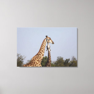 Zwei Giraffe, Kruger Nationalpark, Südafrika Leinwanddruck