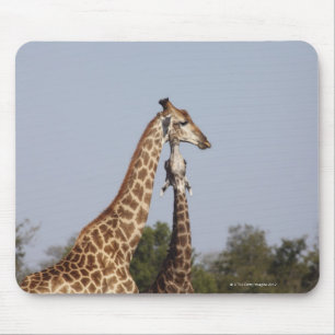Zwei Giraffe, Kruger Nationalpark, Südafrika Mousepad