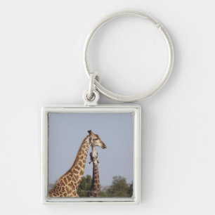 Zwei Giraffe, Kruger Nationalpark, Südafrika Schlüsselanhänger
