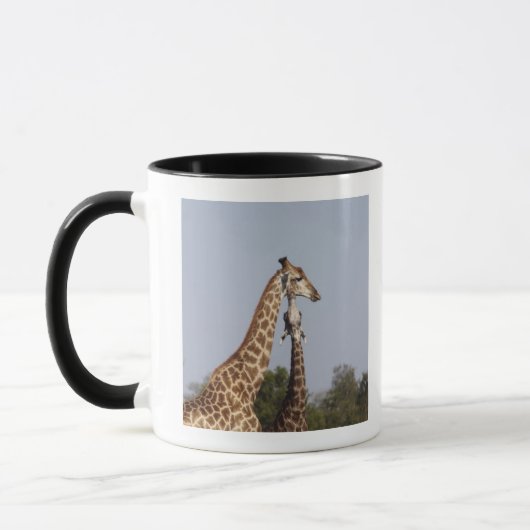 Zwei Giraffe, Kruger Nationalpark, Südafrika Tasse (Links)