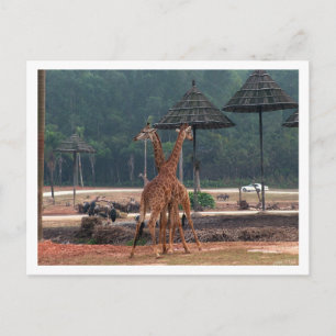 Zwei Giraffen, die sich in einem Zoo trösten Postkarte