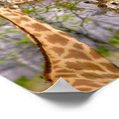 Zwei Giraffen essen Gras Poster (Ecke)