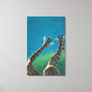 Zwei Giraffen (Giraffa camelopardalis) Leinwanddruck