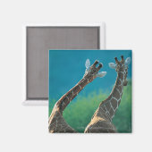 Zwei Giraffen (Giraffa camelopardalis) Magnet (Vorderseite/Rückseite)