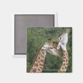 Zwei Giraffen (Giraffa camelopardalis), Magnet (Vorderseite/Rückseite)