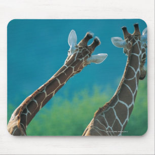 Zwei Giraffen (Giraffa camelopardalis) Mousepad