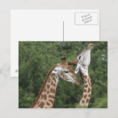 Zwei Giraffen (Giraffa camelopardalis), Postkarte (Vorne/Hinten)