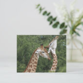 Zwei Giraffen (Giraffa camelopardalis), Postkarte (Stehend Vorderseite)