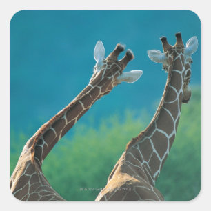 Zwei Giraffen (Giraffa camelopardalis) Quadratischer Aufkleber
