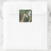 Zwei Giraffen (Giraffa camelopardalis), Quadratischer Aufkleber (Tasche)