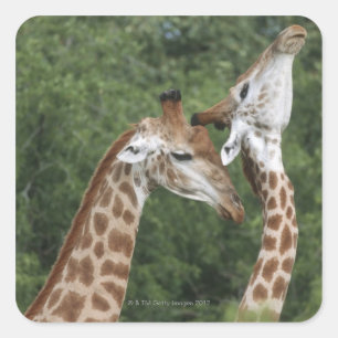 Zwei Giraffen (Giraffa camelopardalis), Quadratischer Aufkleber