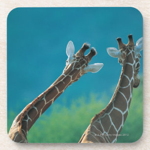 Zwei Giraffen (Giraffa camelopardalis) Untersetzer