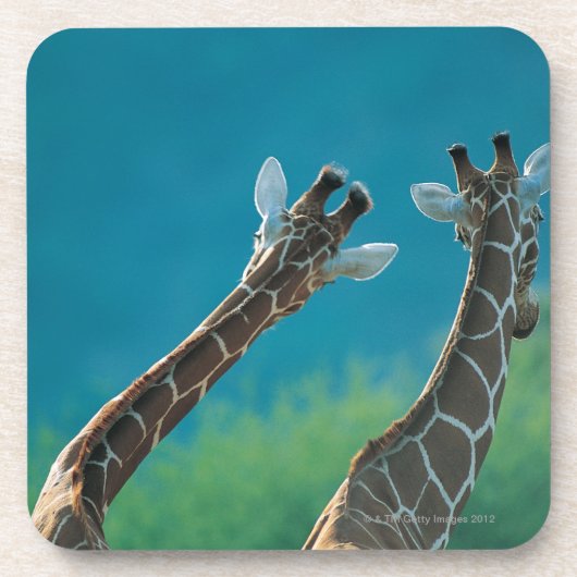Zwei Giraffen (Giraffa camelopardalis) Untersetzer (Vorderseite)