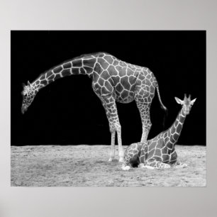 Zwei Giraffen in Schwarz und Weiß Poster