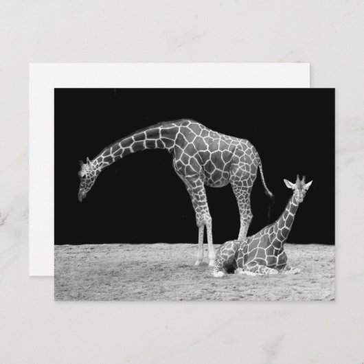 Zwei Giraffen in Schwarz und Weiß Postkarte (Vorne/Hinten)