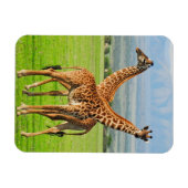 Zwei Giraffen Magnet (Horizontal)