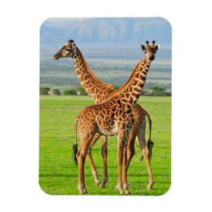 Zwei Giraffen Magnet