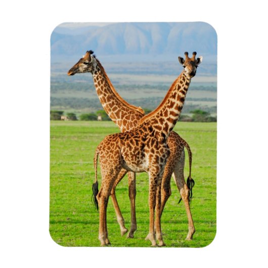 Zwei Giraffen Magnet (Vertikal)