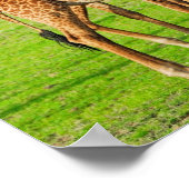 Zwei Giraffen Poster (Ecke)