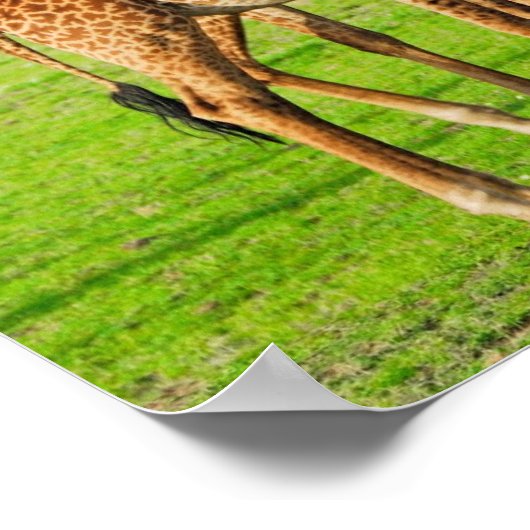 Zwei Giraffen Poster (Ecke)